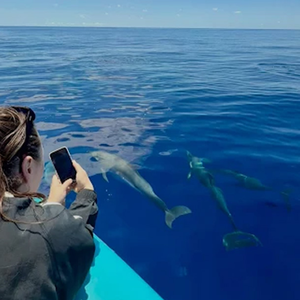 madeira-local-management-servicos-turisticos-observacao-cetaceos